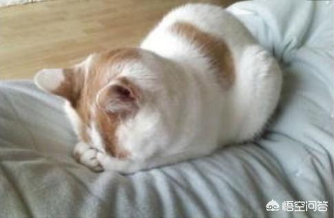 20_10_猫眼膜遮住眼睛:猫咪为什么会在睡觉的时候用爪爪盖住眼睛呢？