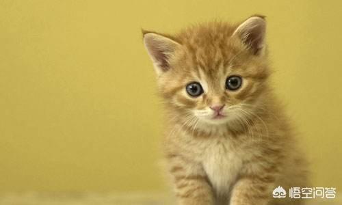 土猫:为什么那么多人不喜欢土猫？土猫有什么优点？ 土猫和宠物猫的区别