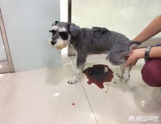 巧克力对于狗来说是致命的吗:饲养狗狗时，有哪些禁区不能犯？