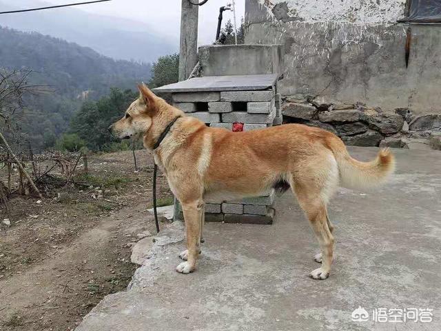 中华田园犬智商怎么样:中华田园犬不能当警犬和军犬，真的是有科学依据的吗？