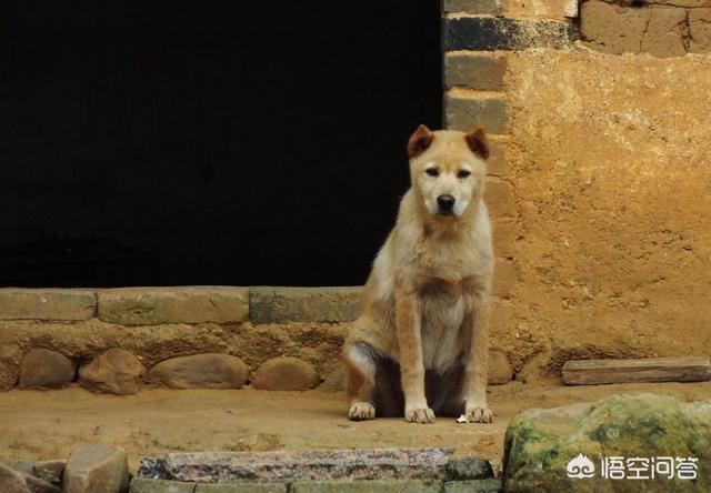 奥达猎犬多少钱一条:二十块钱一只的土狗能养吗？为什么？