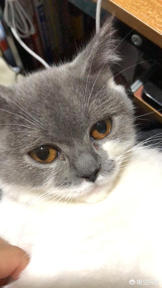 猫癣麻辣洗多久洗一次:猫藓洗药浴几次能好，猫咪猫癣要洗很多次药浴吗？