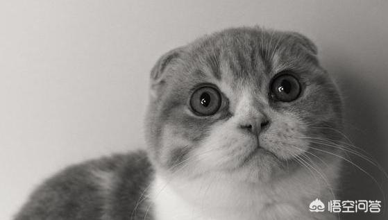 银折耳猫为什么不能养:折耳猫真的活不过两年吗？