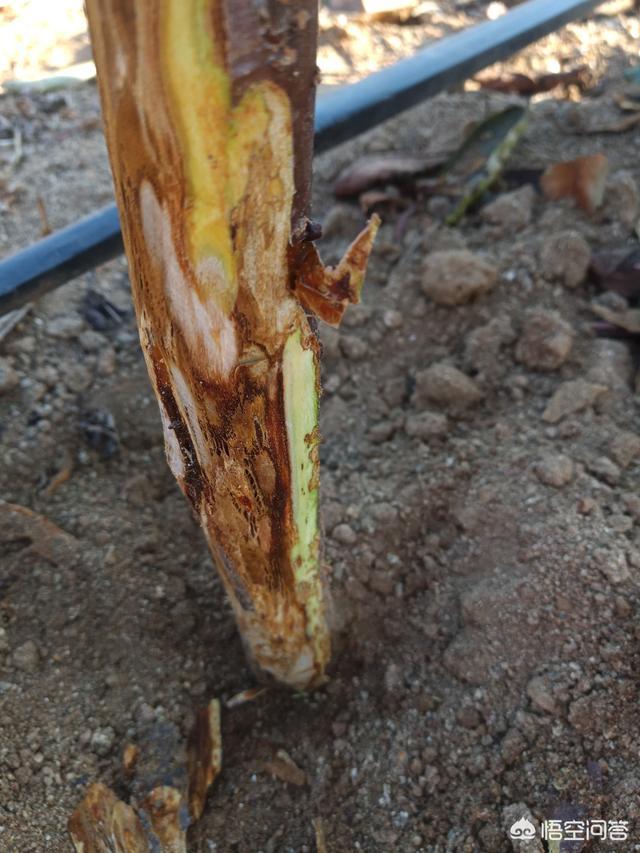 樱桃树干留焦十大名狗怎么治:樱桃树天牛怎么治疗 种植樱桃如何预防流胶病？