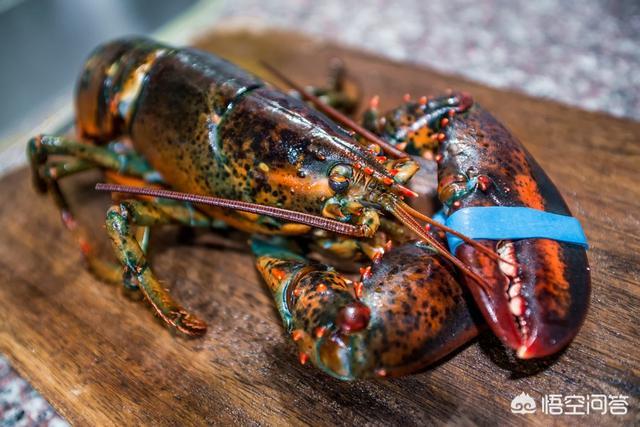 龙虾壮阳，波士顿龙虾和澳洲龙虾怎么区分蒜蓉粉丝蒸龙虾怎么制作