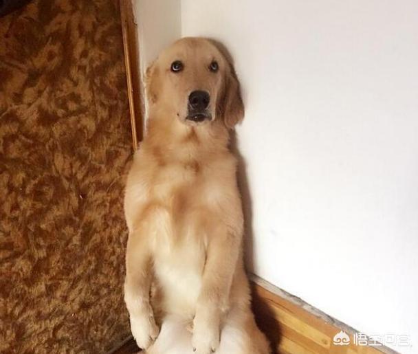 2020金毛犬吧:金毛犬蠢不蠢？有哪些表现说明它很蠢？