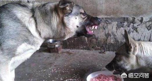 狼青犬训练方法:狼青犬都有什么样的优点？