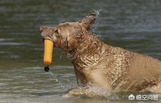 英国激飞猎犬:为什么狗喜欢扔玩具然后叼回来？