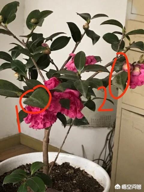 茶花生病了怎么治,我的茶花一直落叶是怎么回事?
