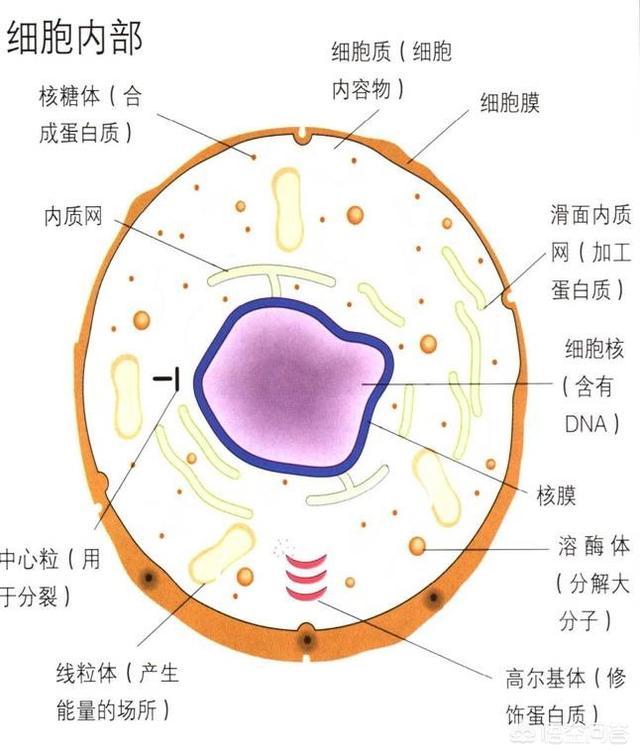 二,细胞膜的成分