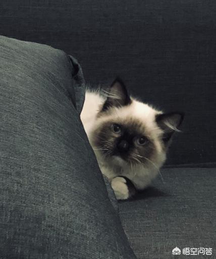 养猫指南百度文库:猫不长肉怎么办，大家都是用什么办法来解决的啊？