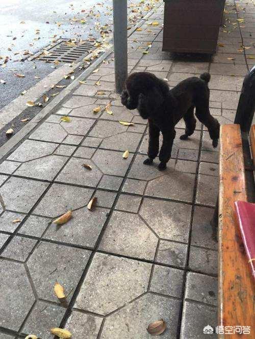 纯种泰迪犬 黑色:为什么感觉养黑色泰迪犬的人比较少？