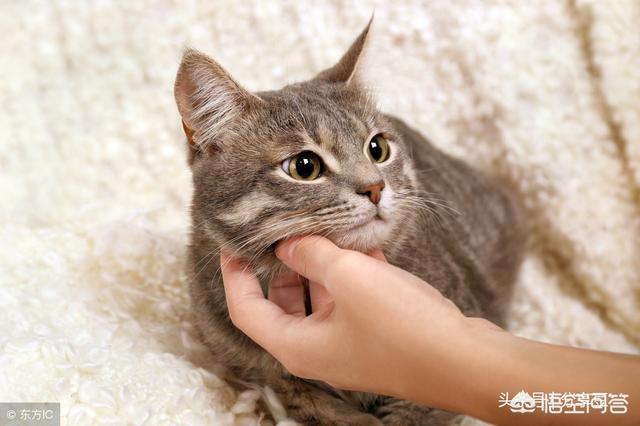 蓝钻猫砂优缺点:给刚到家的银虎斑猫用什么猫砂比较好？