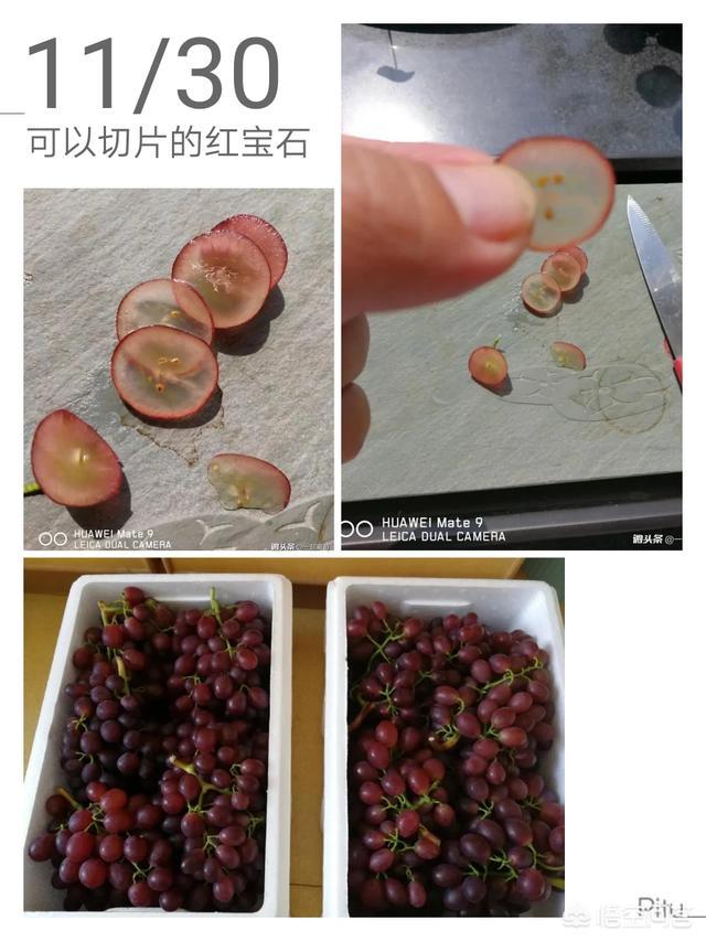 红乳葡萄种植视频:在大棚中，怎样种植好红宝石葡萄？有哪些技巧？