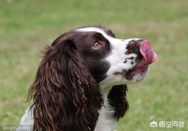 狗狗训练百科全书百度云:狗狗有自己的声音语言吗？我们人可以学会狗语并和狗交流吗？