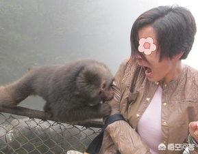 宠物猴子多少钱一只:哪里能买到可以当宠物饲养的小猴子？ 宠物猴子多少钱一只猴子可以当宠物养吗|小宠品种