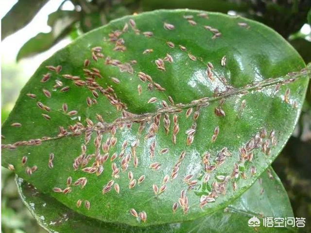 金弹子介壳虫怎么治:如何消灭多肉、绿植花卉和果园植物上面的蚧壳虫？