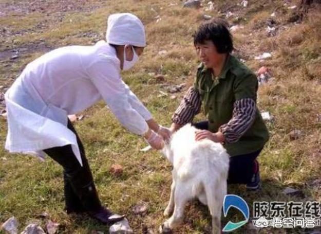 羊打针的正确部位图解,羊皮下针注射方法和位置？
