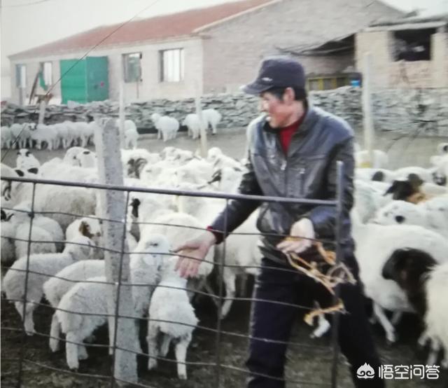 农村老话“要想羊好,一干两饱”是什么意思？有道理吗？