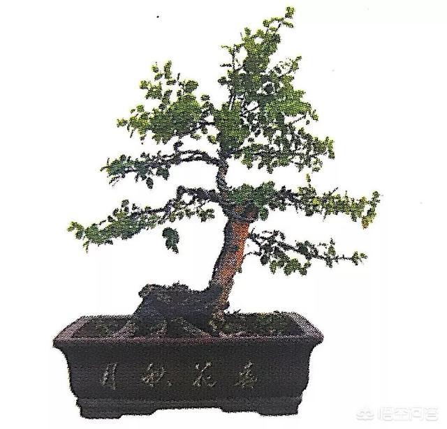 灰叶锦鸡儿:锦鸡儿（雀梅）该怎么制作盆景？