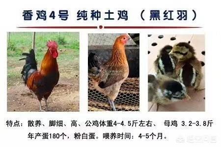 小狨猴要在哪里买:在什么地方可以买到鸡苗？