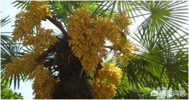 棕榈树的花能吃吗，农村里种的棕树有什么用处