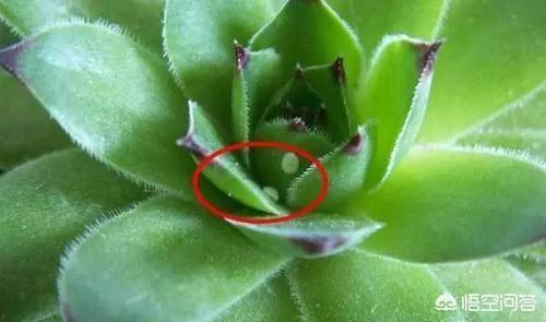 金弹子介壳虫怎么治:桂花、紫薇和果树上有盖壳虫怎么杀灭？
