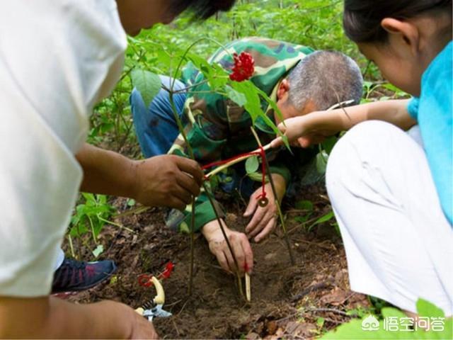 挖参灵异事件:找到人参要系上红绳，防止它长腿跑了，流传至今是真的吗？