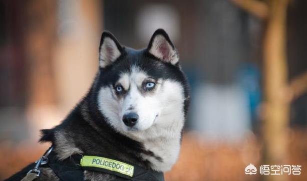 阿拉斯加克利凯犬:阿拉斯加犬有什么优点？好不好养？