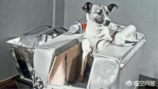 太空狗，俄罗斯宇航员莱卡还在地球上空漂浮吗这种例子多吗