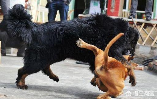 纽波利顿獒犬和卡斯罗:全球战斗力最强的猛犬排行榜是怎样的？