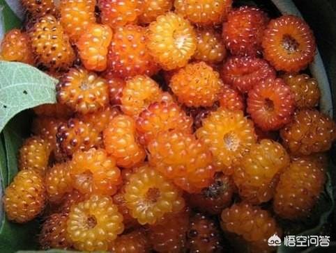 我的家乡土水果很多,近几年一直在外地,果子成熟时大多没有时间回去