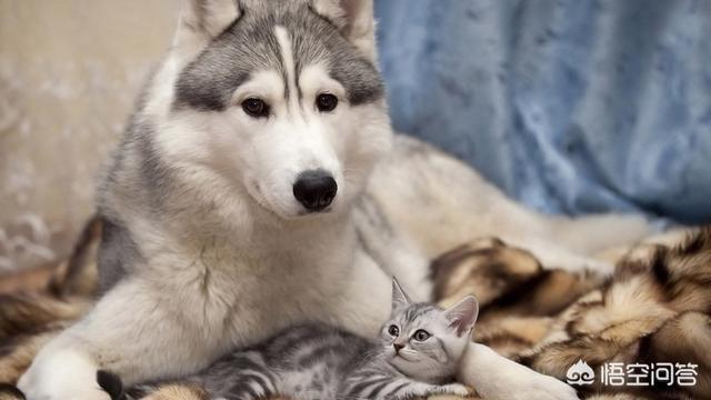 当猫爱上狗在哪里看:猫咪和狗狗你更喜欢哪一种宠物呢？ 当狗爱上猫在线观看