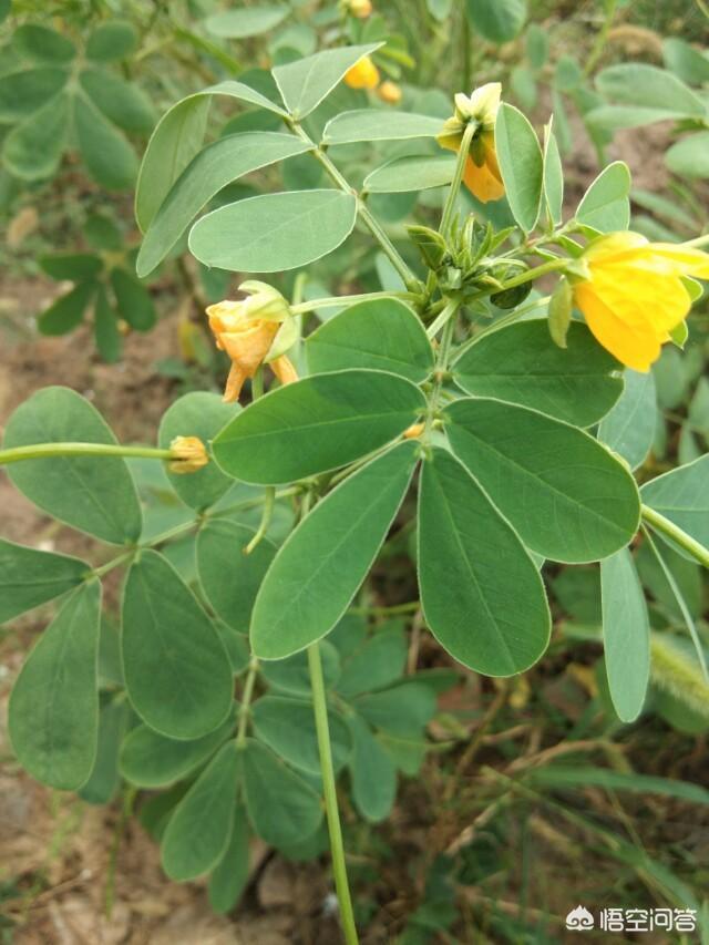 补肾草药大全图片，你知道哪些在农村泛滥，却又有很大药用价值的野菜野草