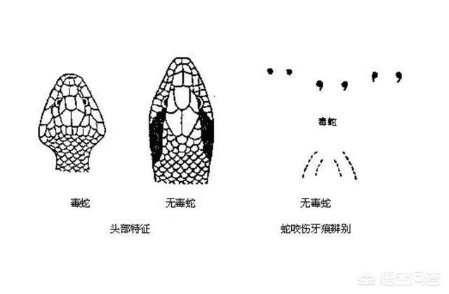 我怀疑被银环蛇咬伤:大家有没有被毒蛇咬伤过的经历以及如何处理和救治？