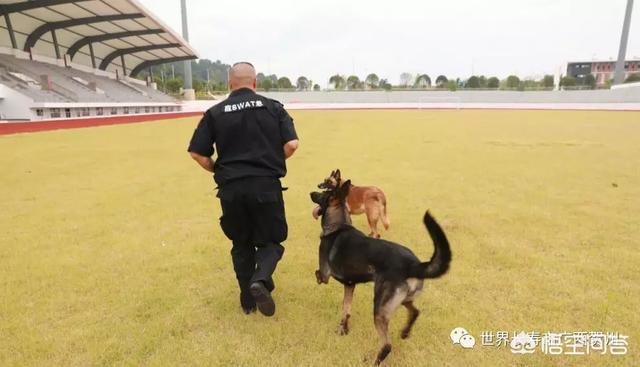 南昌巨贵犬舍:一般警犬都是怎么炼成的？ 北京巨贵犬舍