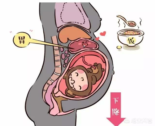 孕晚期肠胃挤压图片图片