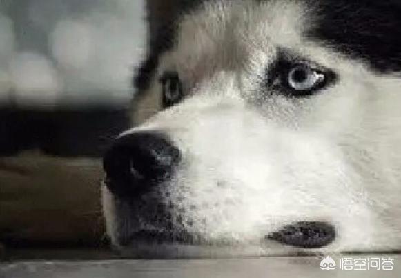 德牧犬肚胀拉肚子:狗狗不吃东西，只喝少量水，总是趴着，这是怎么回事？