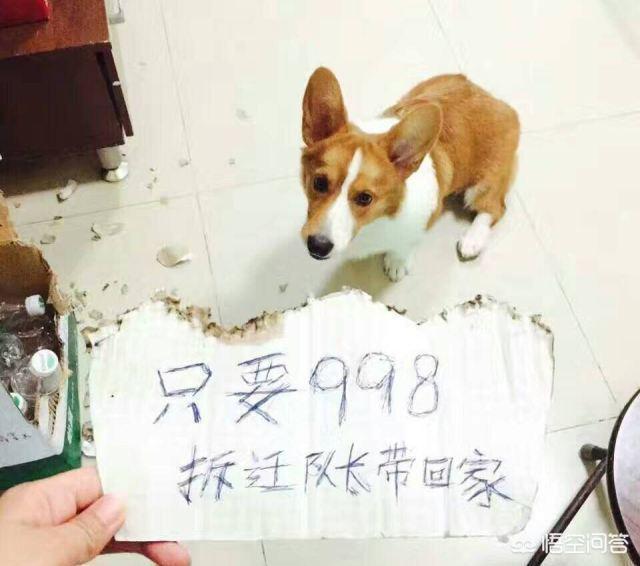 狗结石怎么治疗:狗狗得了膀胱结石有哪些症状，该如何治疗？