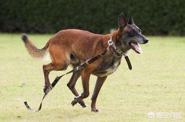比利时马犬饲养:马犬凶吗？两岁的马犬养育的时候要注意什么？