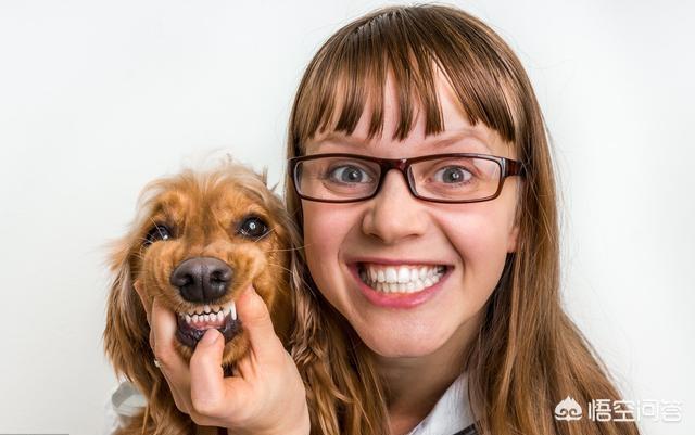 美卡犬要挤肛门:有什么事情不能够对泰迪犬做的？