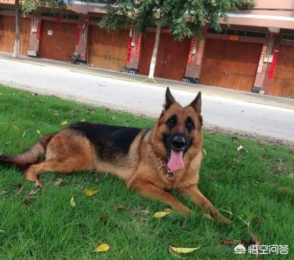 长毛德国牧羊犬:昆明犬与德国牧羊犬有什么区别？