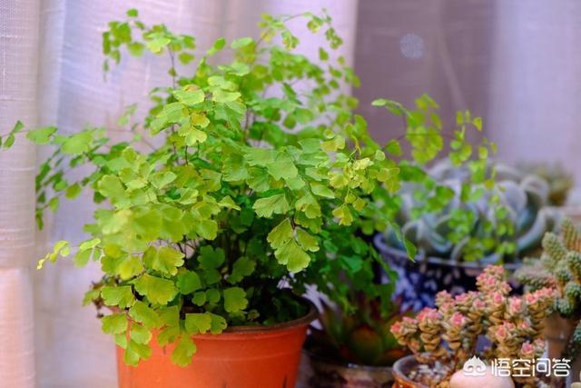 展叶鸟巢蕨吸甲醛吗:蕨类植物怎么样？哪种比较好看？