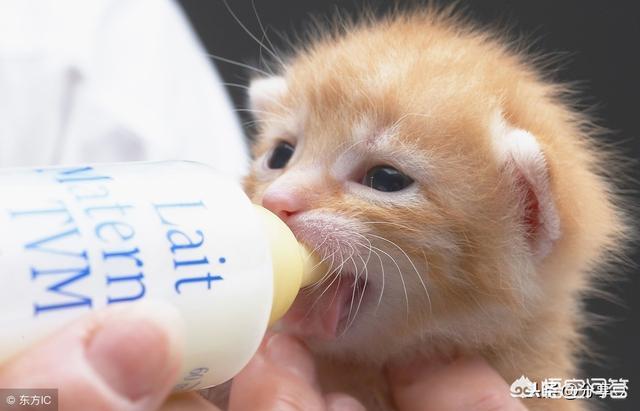 玳瑁猫:玳瑁猫发腮好看吗，怎么让玳瑁猫发腮？