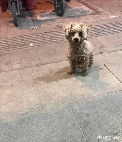 可爱贵宾狗狗壁纸:养贵宾犬，生活会发生哪些变化？