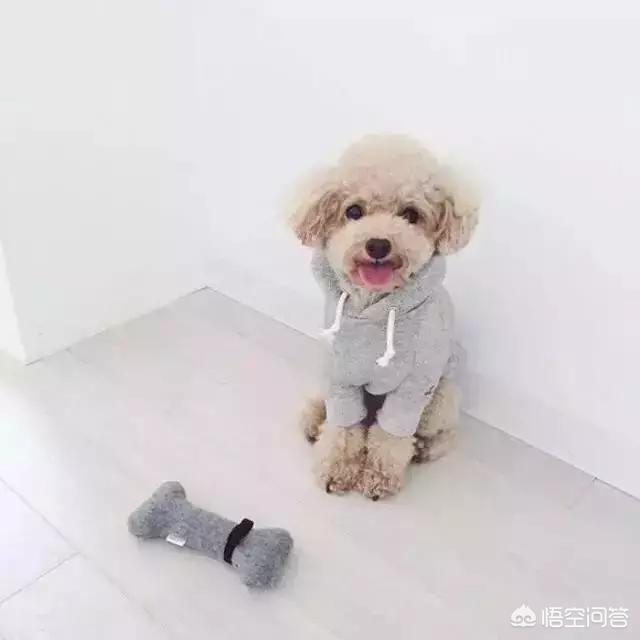 泰迪犬图片:为什么很多人特别讨厌泰迪犬？