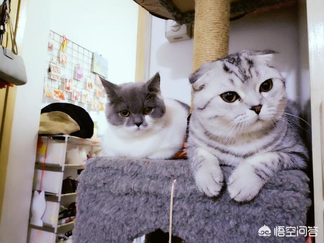 猫癣麻辣洗多久洗一次:猫藓洗药浴几次能好，猫咪猫癣要洗很多次药浴吗？