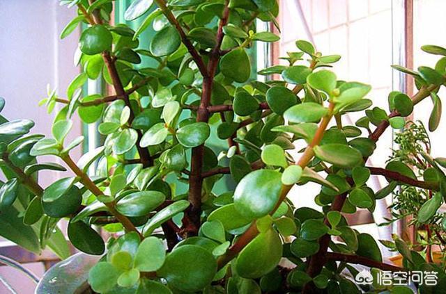 头条问答 金枝玉叶开花吗 如何培育才能开花 24个回答