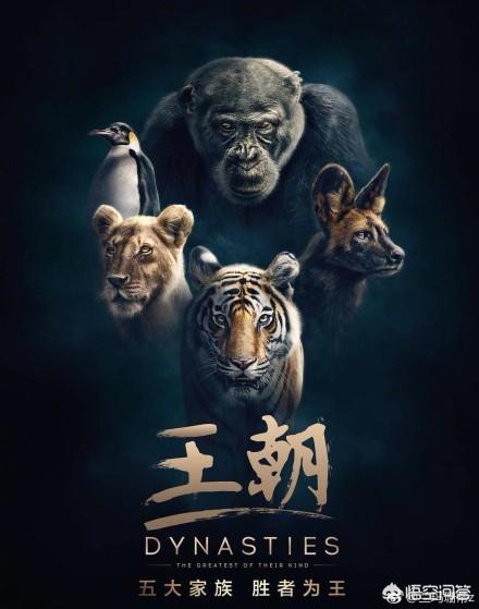 有哪些催泪的纪录片呢？