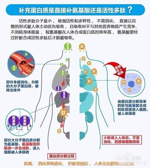 活性多肽(活性多肽面部填充安全吗)